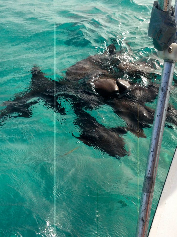 Sharks coming up to our boat.